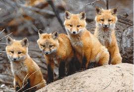 foxesdownload